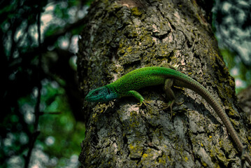 lizard on a tree
