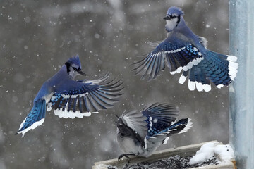 Blue Jays fighting over food on stormy winter day, a significant weather event of a foot of snow in...