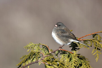 Juncos in winter around feeder perched in trees or taking off in to flight on winter day