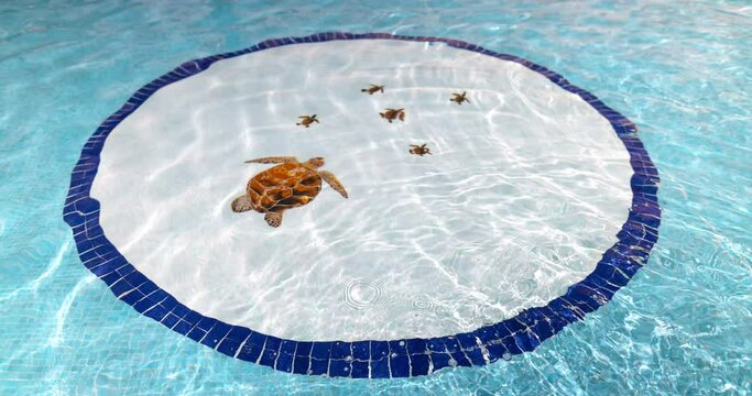Image of turtles on round circle on swimming pool bottom