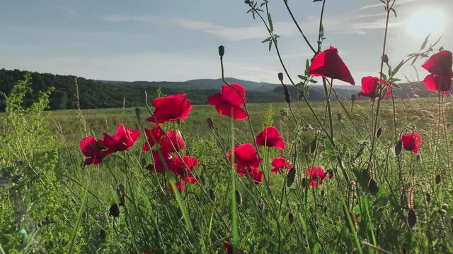 Wild poppy field, beautiful summer rural landscape, sunset rays. Blooming bright red flowers opposite the sun. Papaver rhoeas, common poppy.