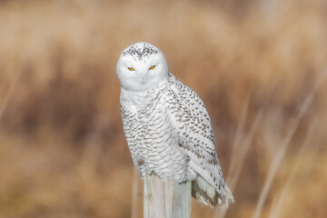 Snowy owl perched on a wood stump - 481049233