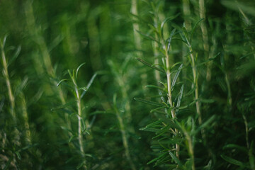 Fresh Garden Rosemary Grows Strong Horizontal Crop