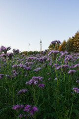 An agricultural field of blue campanula bellflower with an electricity pylon in the background vertical picture