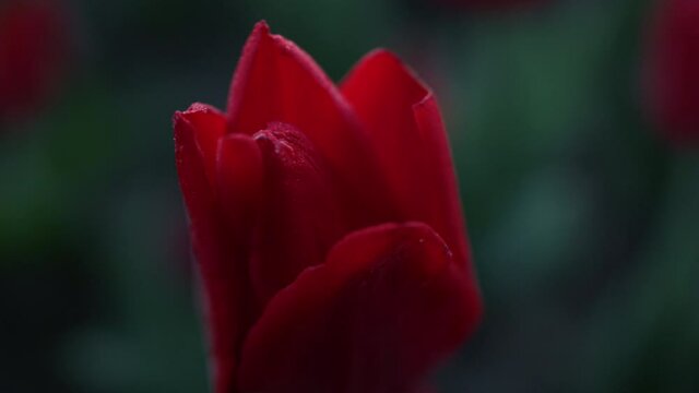 Closeup gentle flower petals in dark green background. Macro shot of tulip bud.