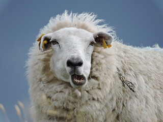 Portrait de mouton amusant en train de mâcher, fixant l’objectif
