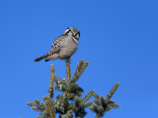 Northern Hawk Owl Perched on Top of the Pine Tree on Blue Sky