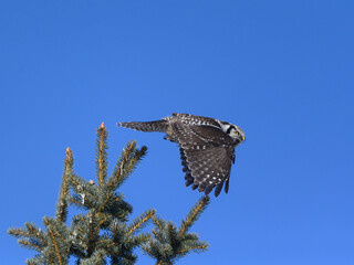 Northern Hawk Owl Taking from Top of the  Pine Tree on Blue Sky