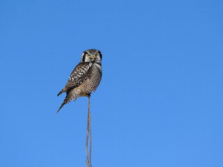 Northern Hawk Owl Perched on Top of the Stick on Blue Sky