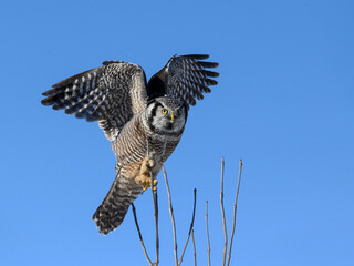 Northern Hawk Owl with Open Wings Perched on Top of the Tree on Blue Sky
