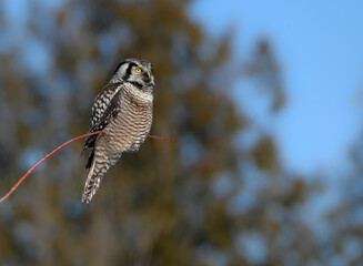 Northern Hawk Owl Perched on Top of the Tree on Blue Sky