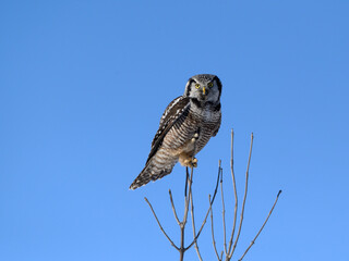 Northern Hawk Owl Perched on Top of the Tree on Blue Sky