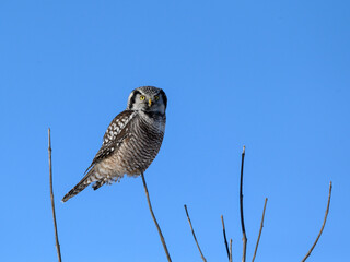 Northern Hawk Owl Perched on Top of the Tree on Blue Sky