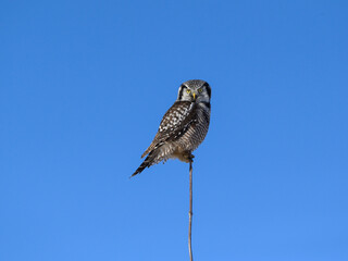 Northern Hawk Owl Perched on Top of the Tree on Blue Sky