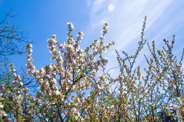 Cherry blossoms against a bright blue sky.