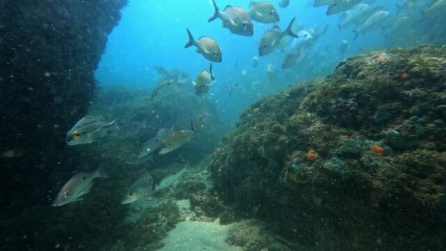 Underwater scenery with a school of fish among the corals at coral reef of the Bocas del Toro, Panama. Impressive swimming school of bluestriped grunts (Haemulon sciurus).