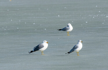 Seagull on frozen lake Antelope Island State Park