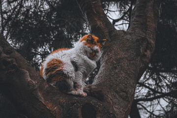 cat sitting on tree