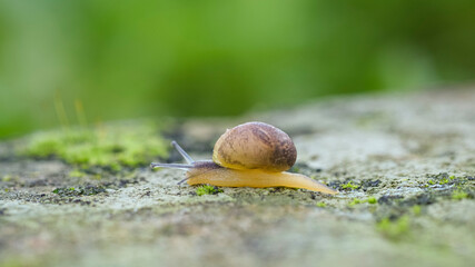 Wild life snail crawling on rocky habitat ecosystem,macro animal,spring nature