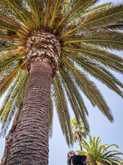 Close up of a palm tree