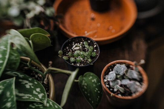 small propagations string of turtles and variegated hearts
