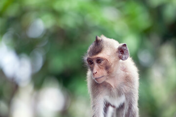 可愛いサル