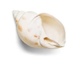 Decorations of seashell or ocean mollusk. Underwater life