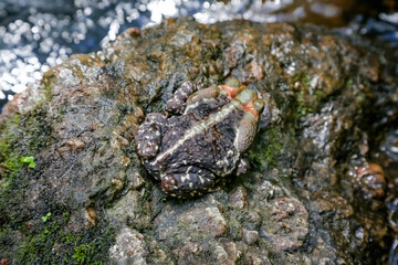 Curururu frog at the waterfall preparing to feed on insects.
