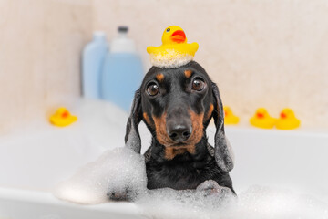 Toy ducks for bathing are scattered around tub, one is on head of dachshund bathing in foam. On side of tub there are plastic bottles of shower cosmetics with empty templates for advertising labels.