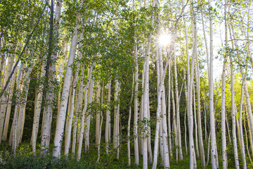 Sun rays shining through an aspen tree grove in the mountains