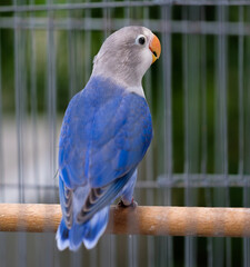 blue and yellow macaw
