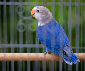 blue and yellow macaw