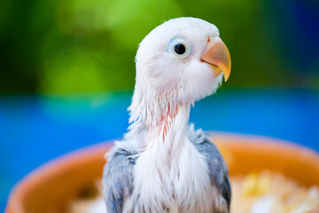 bird of prey