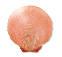 Decorations of seashell or ocean mollusk. Underwater life