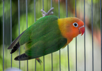 red and yellow macaw
