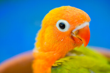 close up of an orange