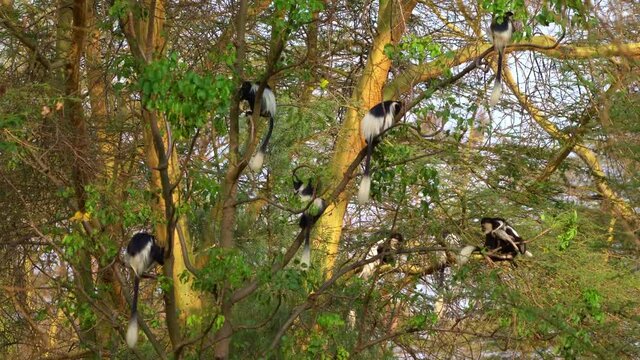 Black-and-white colobus or colobi - Colobus guereza, monkey native to Africa, related to red colobus monkey of Piliocolobus, long tail, herd of black and white monkeys on the tree in Kenya.