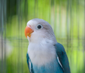 blue and yellow macaw