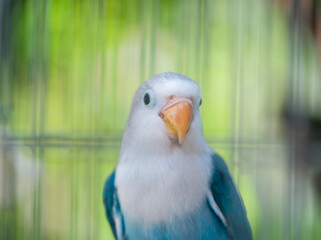 blue and yellow macaw