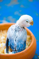 blue and yellow macaw