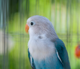 blue and yellow macaw