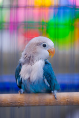 blue and yellow macaw