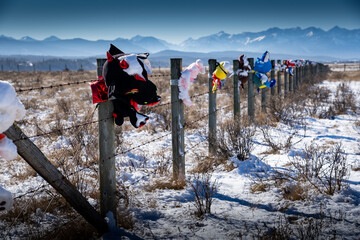 Barbed wire fence posts with teddy bears attached at a Every Child Matters display near Morley Alberta Canada - obrazy, fototapety, plakaty