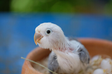 blue and yellow macaw