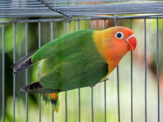 red and yellow macaw