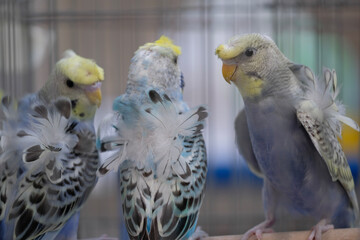 group of parrots