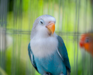 blue and yellow macaw