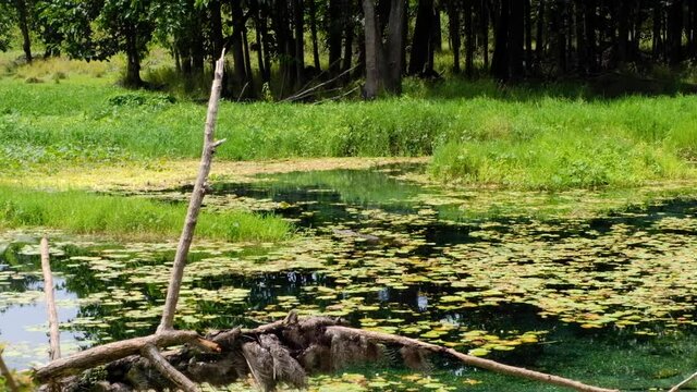 A saltwater crocodile swimming in the wild through crystal clear freshwater and lilies in remote Ira Lalaro wetland ecosystem in Nino Konis Santana National Park. Lautem, Timor Leste, Southeast Asia