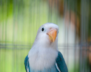 blue and yellow macaw