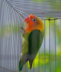 parrot in cage
